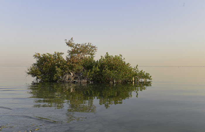 شجرة القرم تعود إلى شواطئ الكويت بعد غياب 70 عاماً